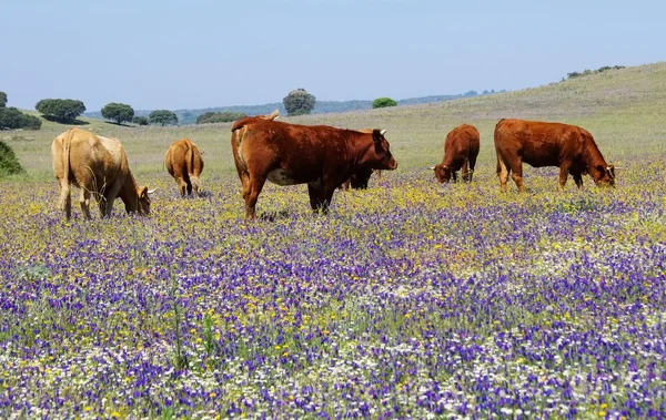 Cows in a pasture — Stock Photo, Image