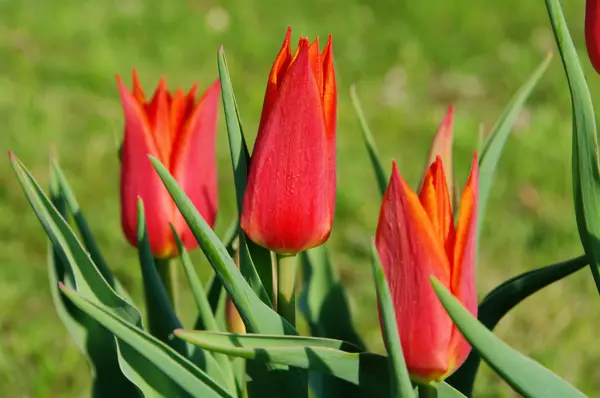 Tulip red — Stock Photo, Image