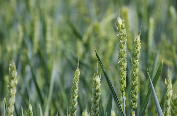 Das Weizenfeld — Stockfoto