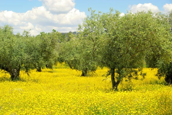 Louka s žlutými květy a olivovníky — Stock fotografie