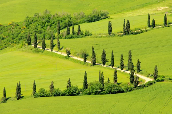 Curve van Cypress in Toscane, Italië — Stockfoto