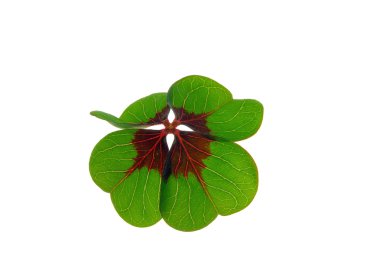 dört yapraklı yonca