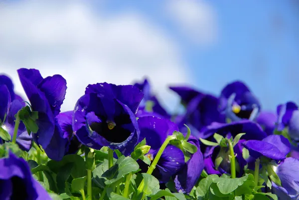 Flowers pansy — Stock Photo, Image