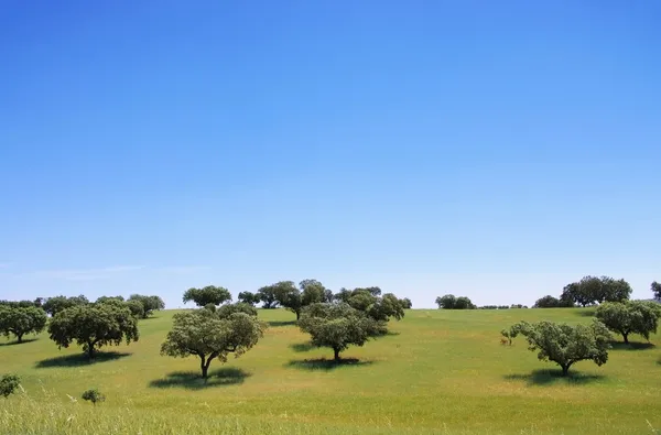 Dehesa. — Foto de Stock