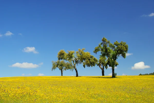 Meadow and cork oaks — Stock Photo, Image