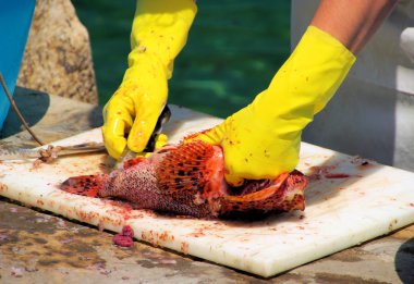 scorpaena scrofa temizlik