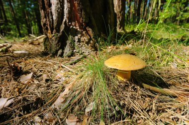 Gyroporus cyanescens