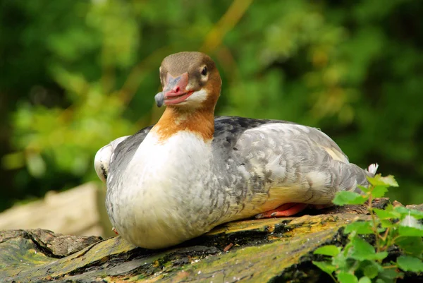 Ente — Stockfoto