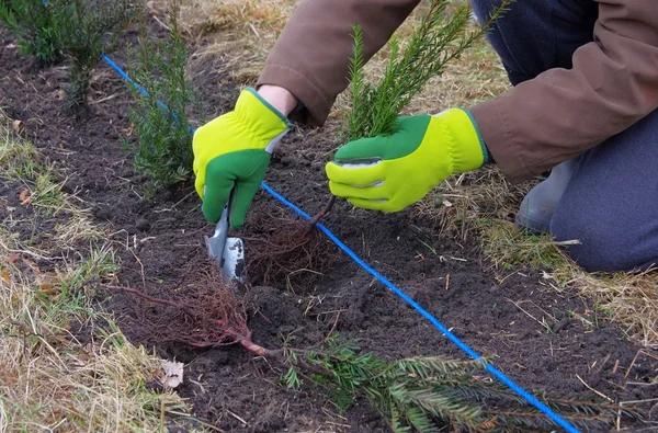 Planting a taxus hedge — Stock Photo, Image