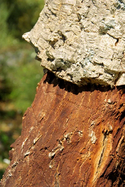 Пробковый дуб — стоковое фото