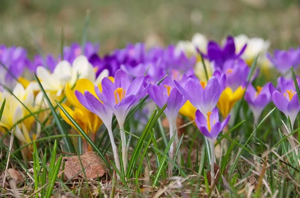 Krokus — Stockfoto