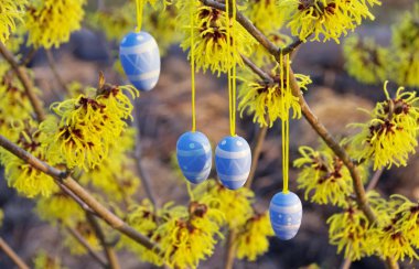 Hamamelis shrub in easter time clipart