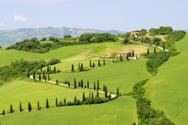 Selvi eğrisi çiftlik alanı