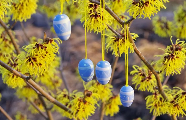 Arbusto di Hamamelis in tempo pasquale — Foto Stock