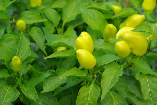 Paprika növény — Stock Fotó