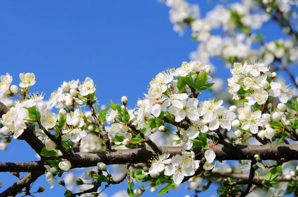 Pruimenbloesem — Stockfoto