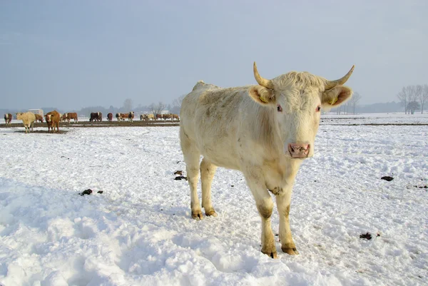 La vaca — Foto de Stock