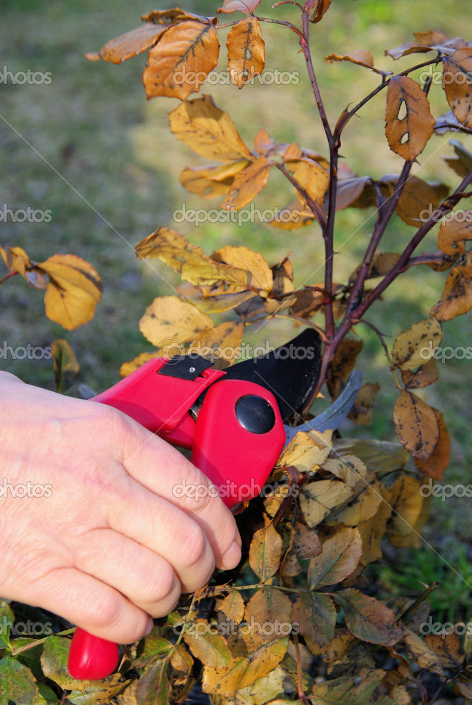 Shrub cutting Stock Photo by ©Kassandra2 24892185