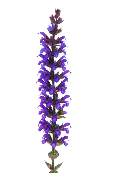Sage flower isolated — Stock Photo, Image