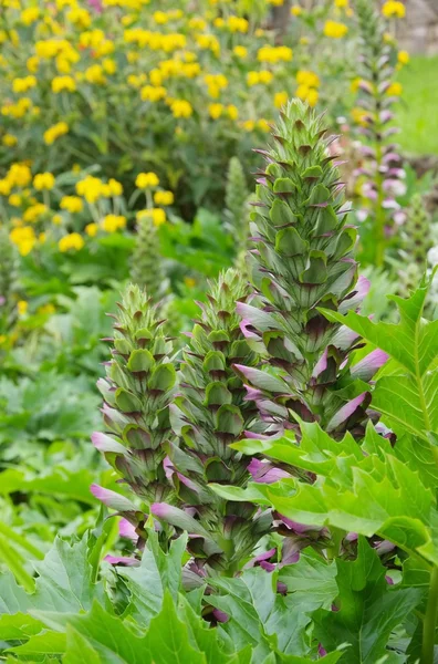 Acanthus mollis — Stock Photo, Image