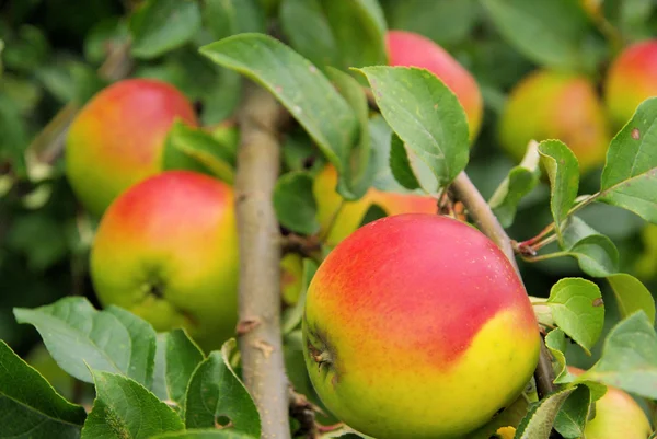 Apple on tree — Stock Photo, Image