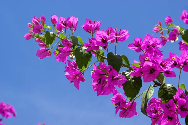 Flor de buganvilla — Foto de Stock