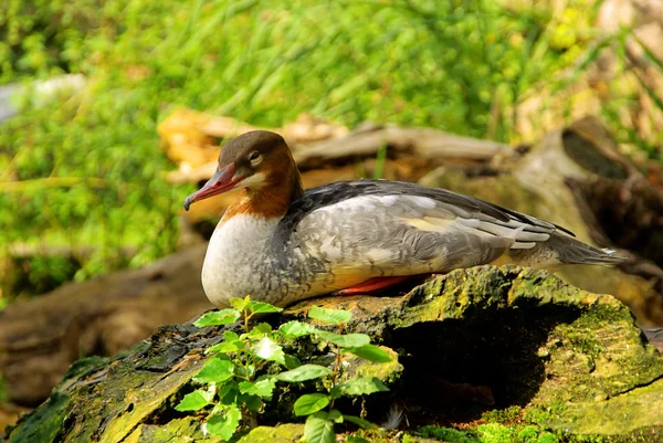 Gulaund — Stockfoto