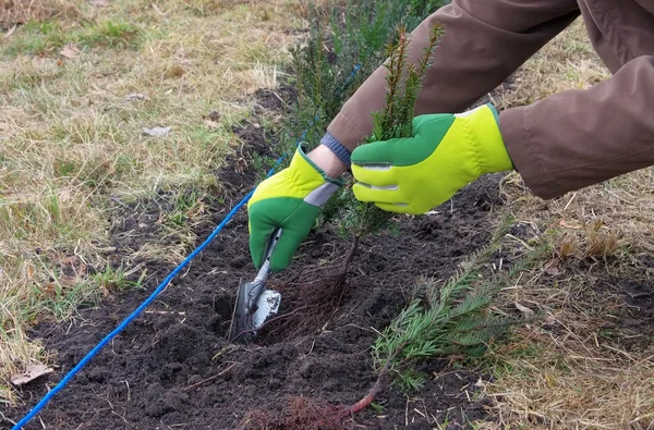 Planting a taxus hedge — Zdjęcie stockowe