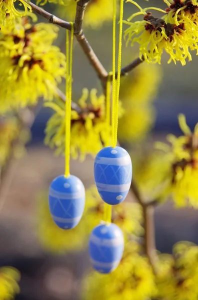 Hamamelis struik in Pasen tijd — Stockfoto