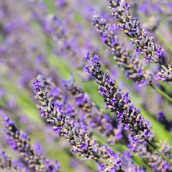 Lavendel — Stockfoto