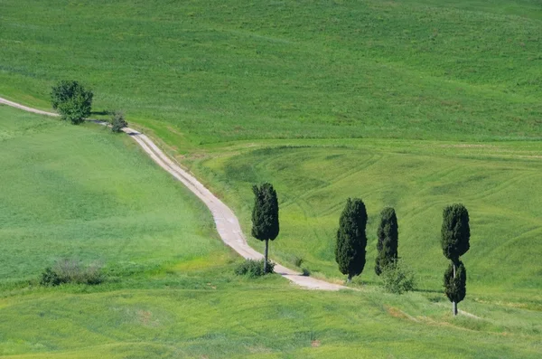 Tuscany cypress trees with track — Stock Photo, Image