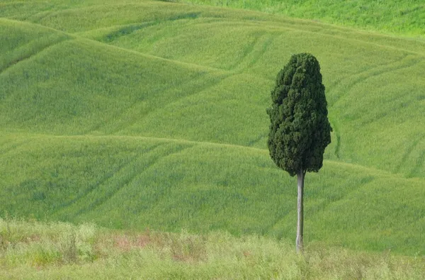 Toscane Cypress Italië heuvels — Stockfoto