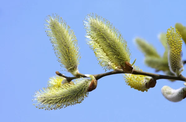 Catkin — Stock Fotó