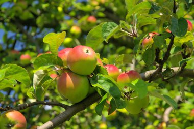 Apfel baum - elma ağacı üzerinde kulüpler