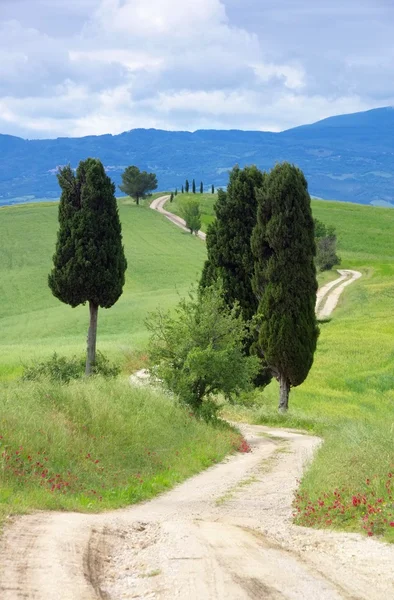 Cipressi toscani con pista — Foto Stock