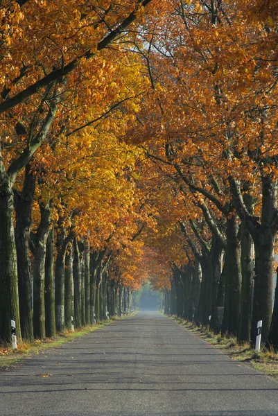 Avenue in fall — Stock Photo, Image