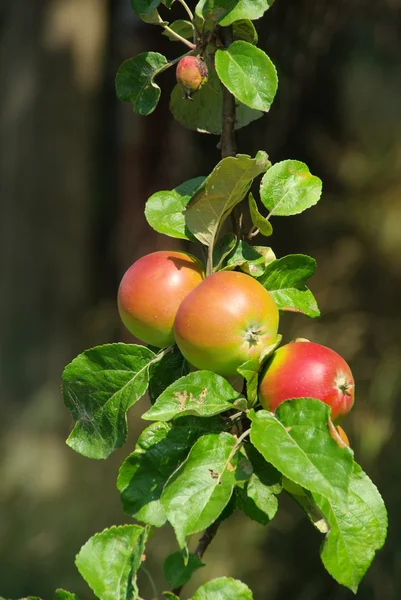 Apel pada pohon — Stok Foto