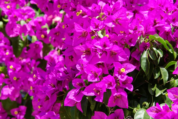 Bougainvillea flower — Stock Photo, Image