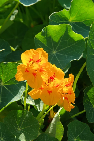 Tropaeolum blomma — Stockfoto