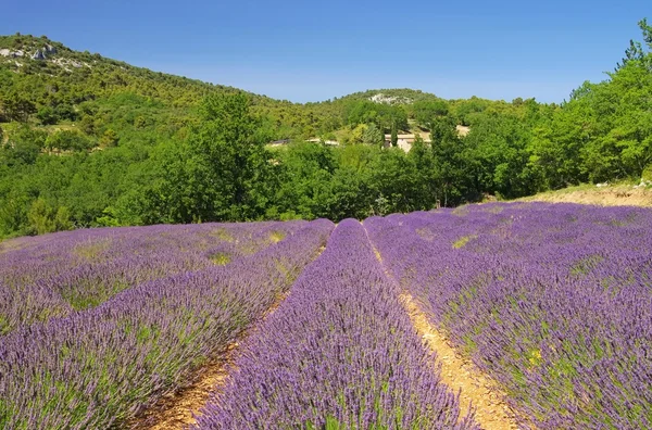 Campo de lavanda — Fotografia de Stock