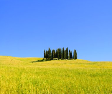 Selvi ağaçları sahada