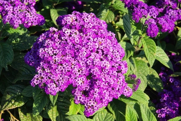 Jardín Heliotropo flor — Foto de Stock