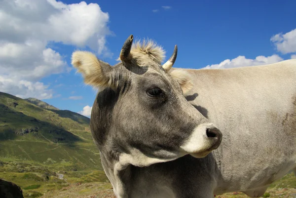 Alp kráva — Stock fotografie