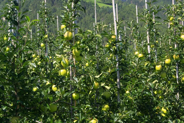 Apple on tree — Stock Photo, Image