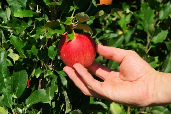 Apple on tree — Stock Photo, Image