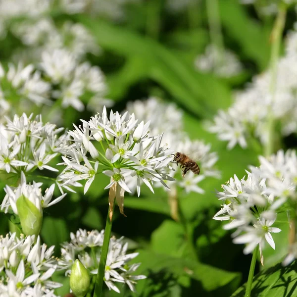 Wild garlic — Stock Photo, Image