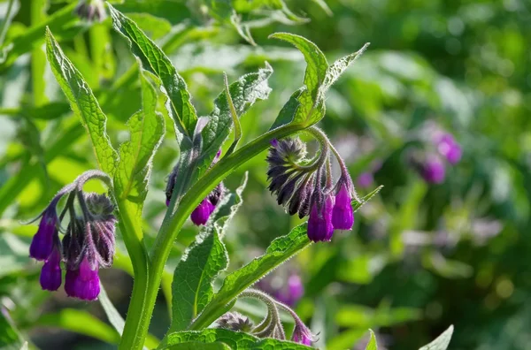 Comfrey — Stock Photo, Image