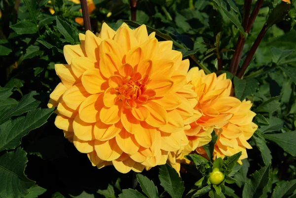 Dahlia — Stockfoto