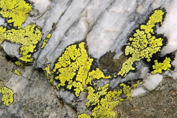 Lichen — Stok Foto