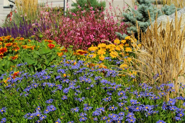 Garden marguerite — Stock Photo, Image